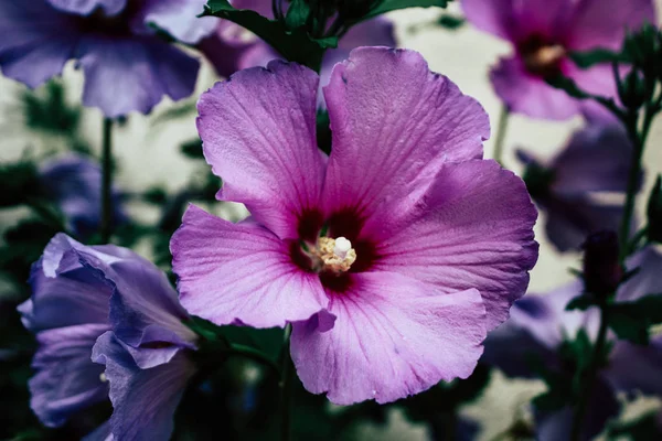 Closeup Flores Roxas Rua Reims França — Fotografia de Stock