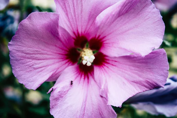 Крупним Планом Фіолетові Квіти Вулиці Реймс Франції — стокове фото
