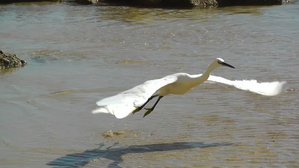 Primer Plano Phishing Con Garzas Playa Israel — Foto de Stock