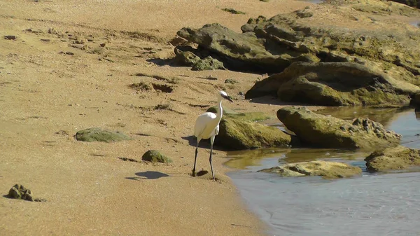 Närbild Med Egret Phishing Stranden Israel — Stockfoto