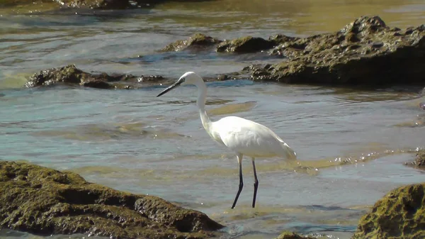 Närbild Med Egret Phishing Stranden Israel — Stockfoto