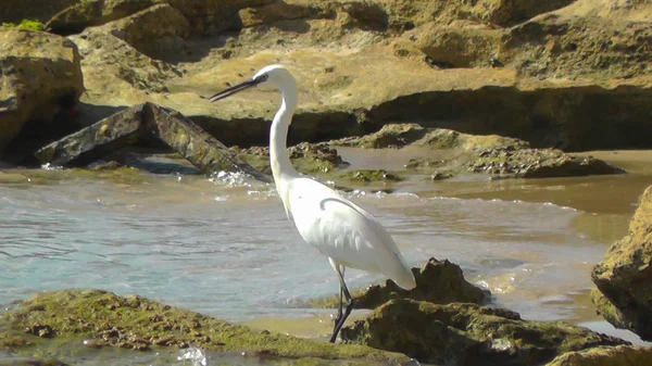 Fechar Withe Egret Phishing Praia Israel — Fotografia de Stock