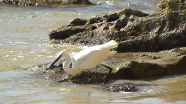 Closeup bir ak balıkçıl phishing sahilde İsrail ile