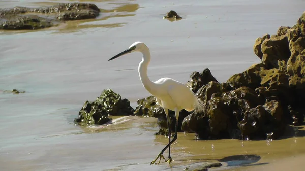 Fechar Withe Egret Phishing Praia Israel — Fotografia de Stock