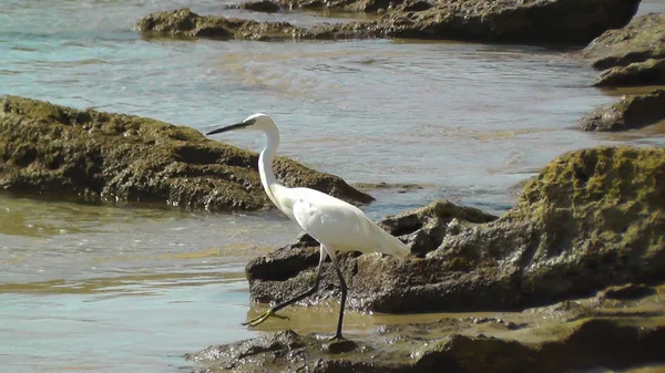 Closeup Withe Egret Phishing Beach Israel — Stock Photo, Image