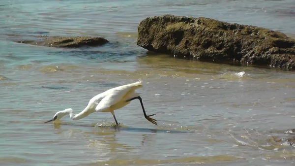 Closeup Withe Egret Phishing Beach Israel — Stock Photo, Image