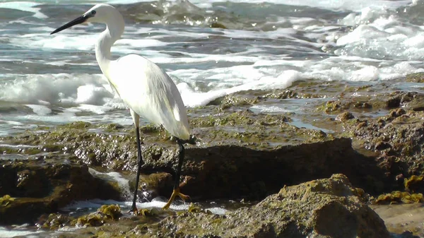 Närbild Med Egret Phishing Stranden Israel — Stockfoto