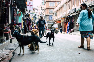 Katmandu Nepal 21 Ağustos 2018 sabah Katmandu sokakta köpeklerde görünümünü