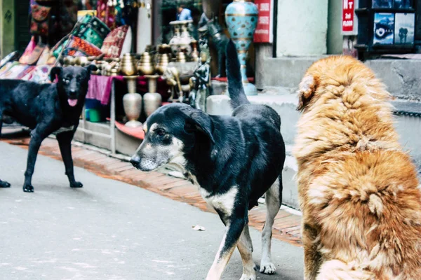 Kathmandu Nepal Agosto 2018 Veduta Dei Cani Nella Strada Kathmandu — Foto Stock