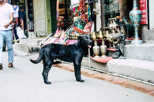 Katmandu Nepal 21 Ağustos 2018 sabah Katmandu sokakta köpeklerde görünümünü