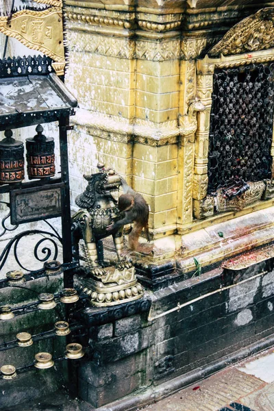 Kathmandu Nepal Augusti 2018 Närbild Buddha Stupan Ligger Toppen Monkey — Stockfoto