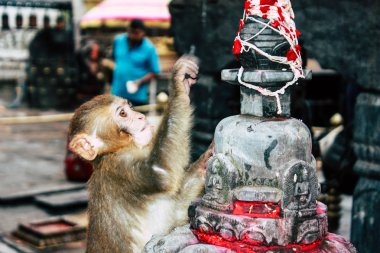 Katmandu Nepal 23 Ağustos 2018 Katmandu Swayambhunath alanında akşam maymun tapınakta maymuna görünümünü