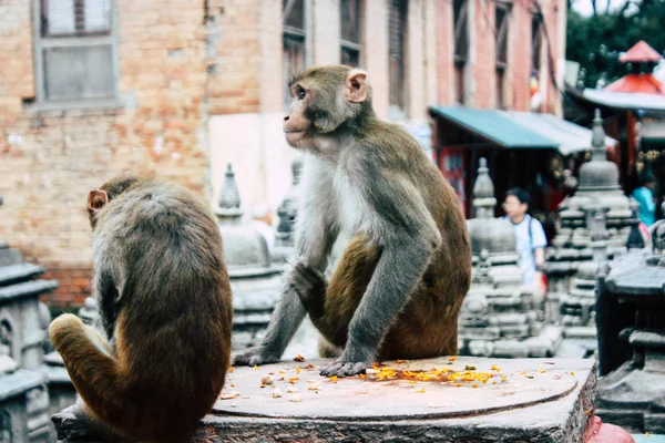 Kathmandu Nepal August 2018 Ansicht Des Affen Affentempel Swayambhunath Gebiet — Stockfoto