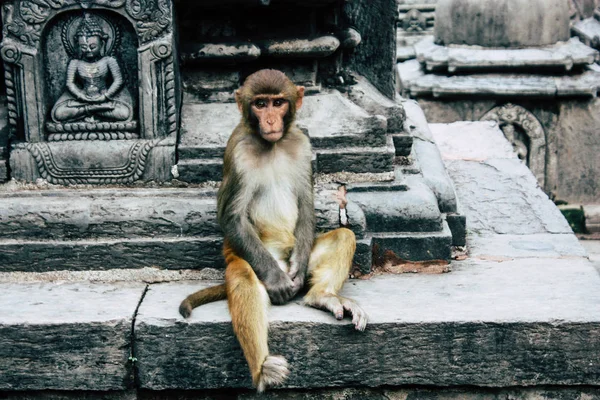 Kathmandu Nepal August 2018 Ansicht Des Affen Affentempel Swayambhunath Gebiet — Stockfoto