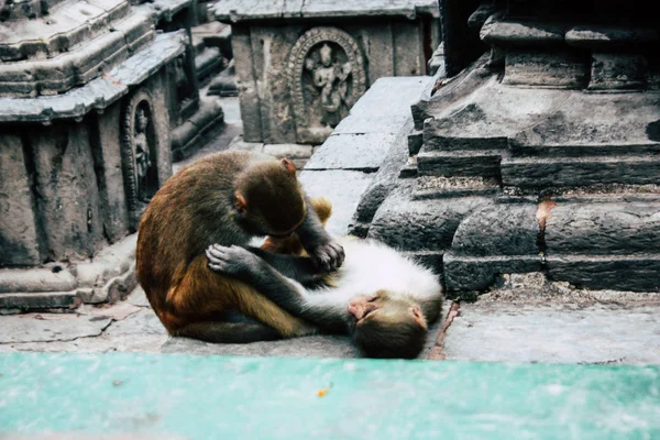 Kathmandu Nepal August 2018 Ansicht Des Affen Affentempel Swayambhunath Gebiet — Stockfoto