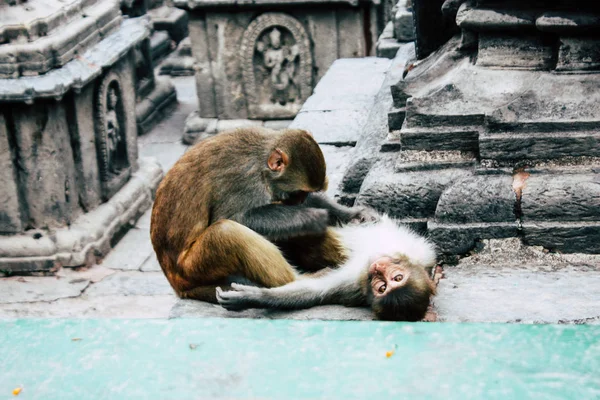 Kathmandu Nepal August 2018 Ansicht Des Affen Affentempel Swayambhunath Gebiet — Stockfoto