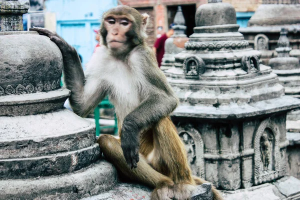 Kathmandu Nepal Augustus 2018 Weergave Van Aap Bij Tempel Van — Stockfoto