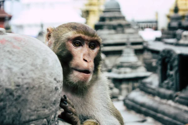 Kathmandu Nepal August 2018 Ansicht Des Affen Affentempel Swayambhunath Gebiet — Stockfoto