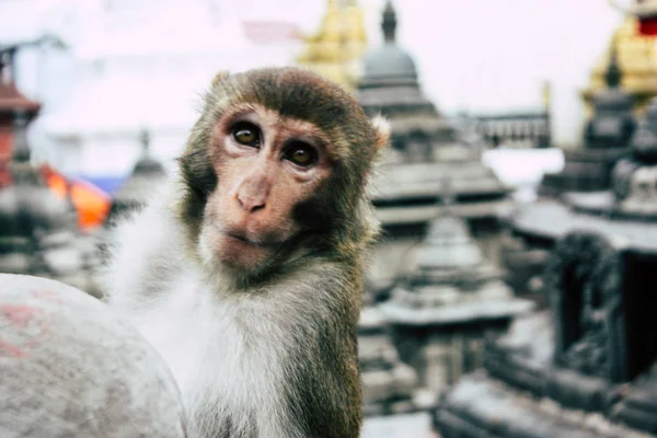 Katmandú Nepal Agosto 2018 Vista Del Mono Templo Del Mono —  Fotos de Stock