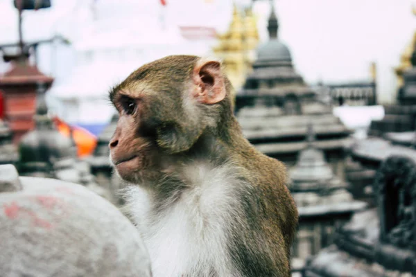 Kathmandu Nepal August 2018 Ansicht Des Affen Affentempel Swayambhunath Gebiet — Stockfoto