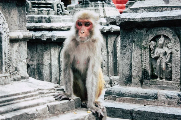 Katmandú Nepal Agosto 2018 Vista Del Mono Templo Del Mono — Foto de Stock