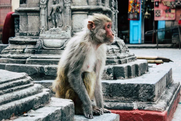 Kathmandu Nepal Sierpień 2018 Widok Małpa Świątyni Małp Okolicy Swayambhunath — Zdjęcie stockowe