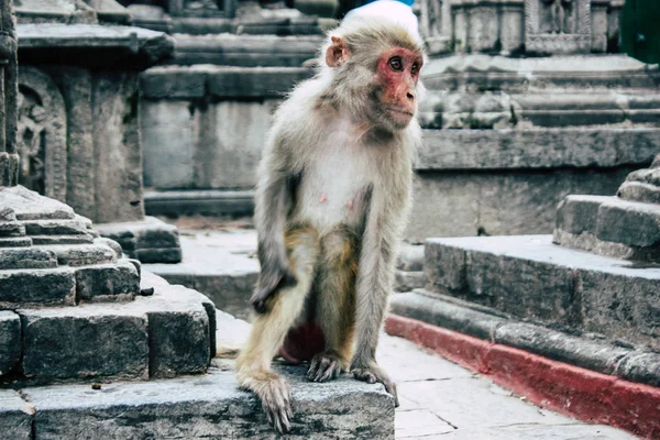 Kathmandu Nepal Sierpień 2018 Widok Małpa Świątyni Małp Okolicy Swayambhunath — Zdjęcie stockowe