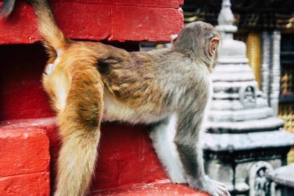 Kathmandu Nepal Sierpień 2018 Widok Małpa Świątyni Małp Okolicy Swayambhunath — Zdjęcie stockowe