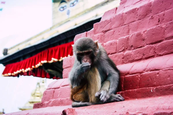 Kathmandu Nepal Sierpień 2018 Widok Małpa Świątyni Małp Okolicy Swayambhunath — Zdjęcie stockowe
