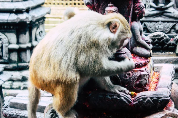 Kathmandu Nepal August 2018 Ansicht Des Affen Affentempel Swayambhunath Gebiet — Stockfoto