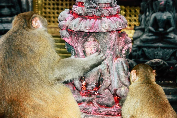 Kathmandu Nepal August 2018 Ansicht Des Affen Affentempel Swayambhunath Gebiet — Stockfoto