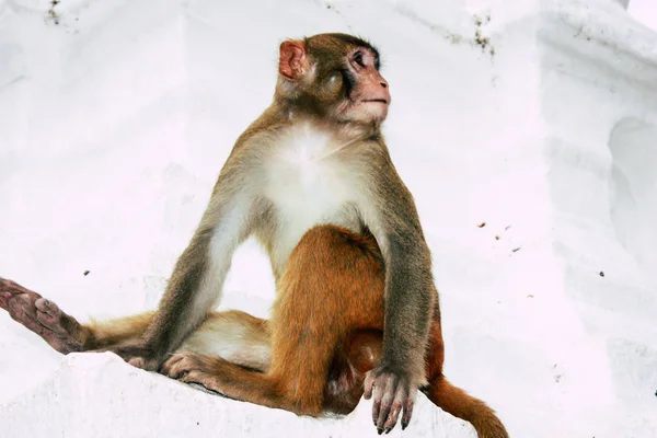 Katmandou Népal Août 2018 Vue Singe Temple Singe Swayambhunath Katmandou — Photo