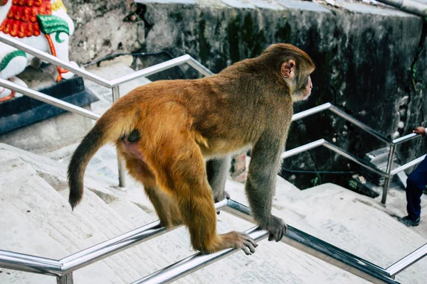 Kathmandu Nepal Agosto 2018 Vista Macaco Templo Macaco Área Swayambhunath — Fotografia de Stock