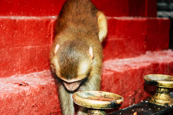 Katmandou Népal Août 2018 Vue Singe Temple Singe Swayambhunath Katmandou — Photo