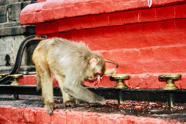 Kathmandu Nepal August 2018 Ansicht Des Affen Affentempel Swayambhunath Gebiet — Stockfoto