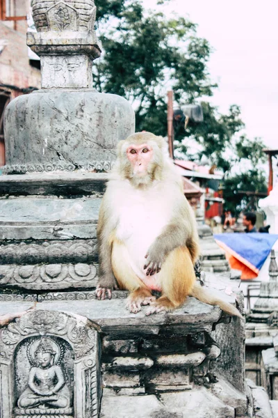Katmandú Nepal Agosto 2018 Vista Del Mono Templo Del Mono — Foto de Stock