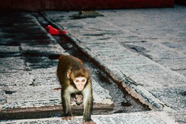 Kathmandu Nepal Sierpień 2018 Widok Małpa Świątyni Małp Okolicy Swayambhunath — Zdjęcie stockowe