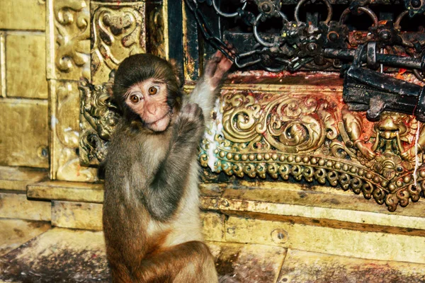 Kathmandu Nepal Agosto 2018 Vista Macaco Templo Macaco Área Swayambhunath — Fotografia de Stock