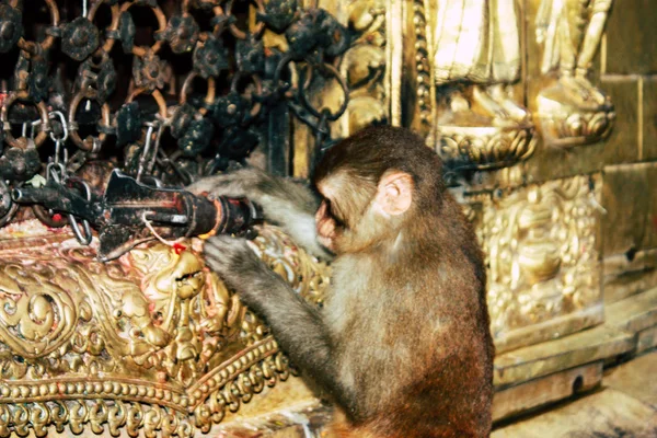 Kathmandu Nepal August 2018 Ansicht Des Affen Affentempel Swayambhunath Gebiet — Stockfoto