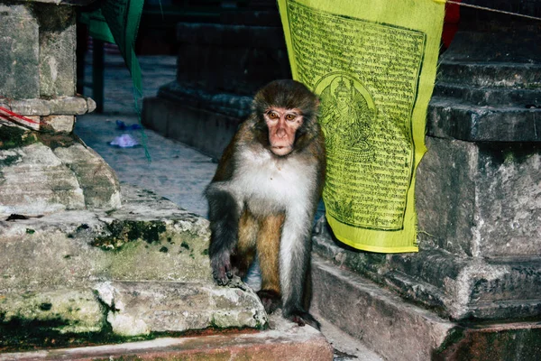 Kathmandu Nepal Agosto 2018 Vista Macaco Templo Macaco Área Swayambhunath — Fotografia de Stock