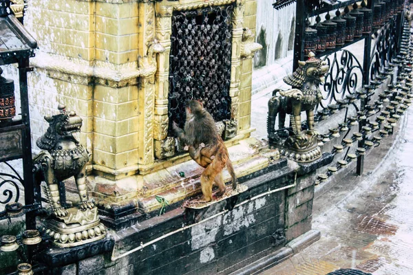 Kathmandu Nepal Agosto 2018 Vista Macaco Templo Macaco Área Swayambhunath — Fotografia de Stock