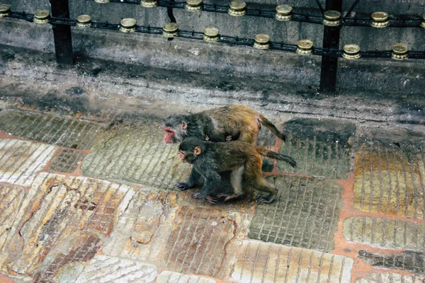 Katmandou Népal Août 2018 Vue Singe Temple Singe Swayambhunath Katmandou — Photo