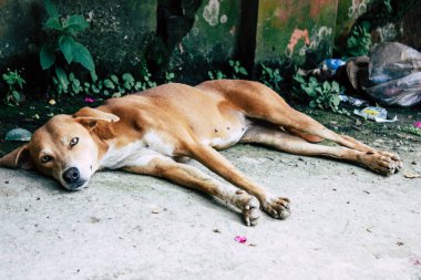 Katmandu Nepal 23 Ağustos 2018 akşam Kathmandu Swayambhunath alanında maymun Tapınağı'nda terkedilmiş köpek görünümünü