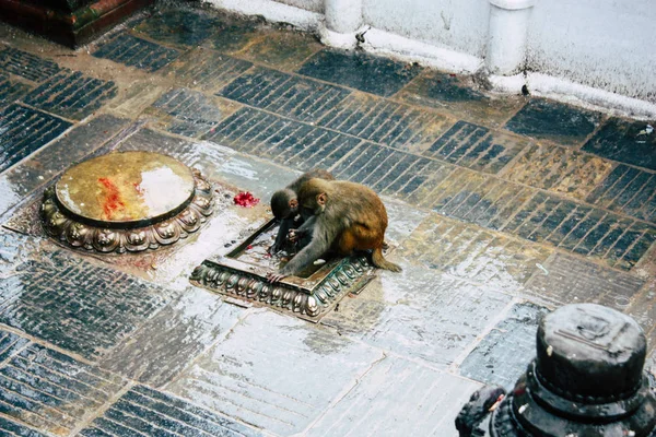 Kathmandu Nepal Sierpień 2018 Widok Małpa Świątyni Małp Okolicy Swayambhunath — Zdjęcie stockowe