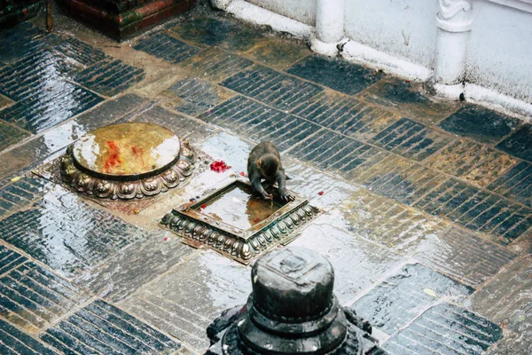 Kathmandu Nepal Agosto 2018 Vista Macaco Templo Macaco Área Swayambhunath — Fotografia de Stock