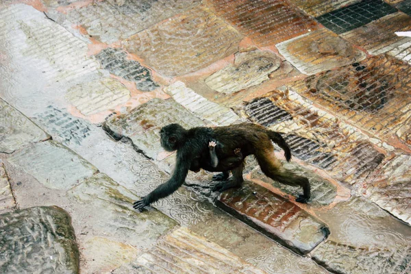 加德满都尼泊尔2018年8月23日晚上在加德满都 Swayambhunath 地区猴庙的猴子观 — 图库照片