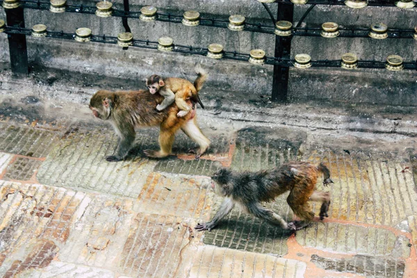 Kathmandu Nepal Agosto 2018 Vista Macaco Templo Macaco Área Swayambhunath — Fotografia de Stock