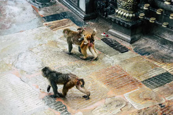 Kathmandu Nepal August 2018 Ansicht Des Affen Affentempel Swayambhunath Gebiet — Stockfoto