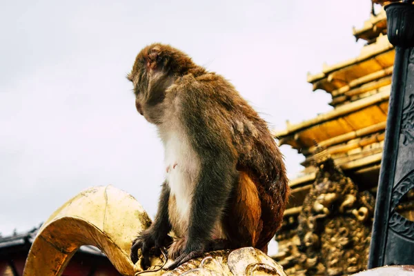 카트만두 2018 저녁에 카트만두에 Swayambhunath 지역에서 원숭이 사원에는 원숭이의 — 스톡 사진