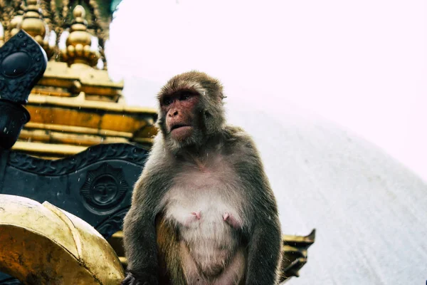 Kathmandu Nepal Sierpień 2018 Widok Małpa Świątyni Małp Okolicy Swayambhunath — Zdjęcie stockowe